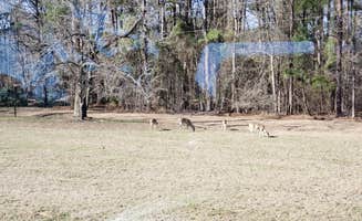 Nancy C.'s photo of camping with pets at Rocky Point near Texarkana, TX