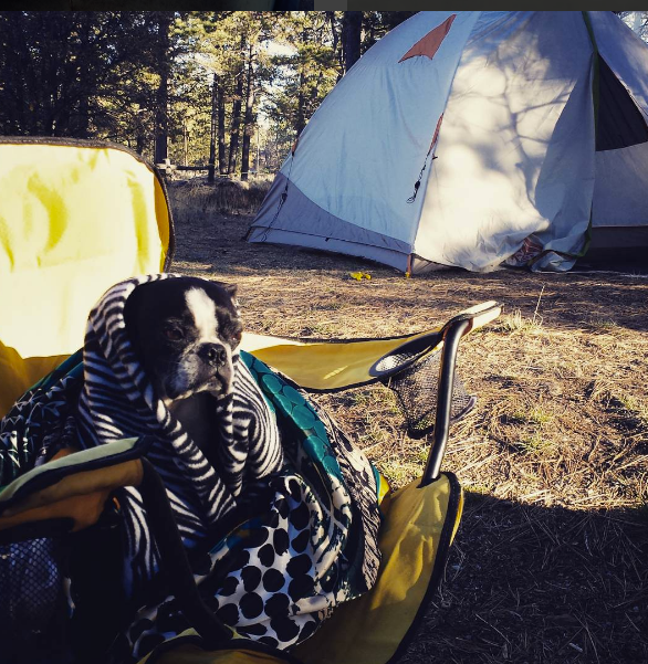 Ryan W.'s photo at El Prado Campground near Ocotillo, CA