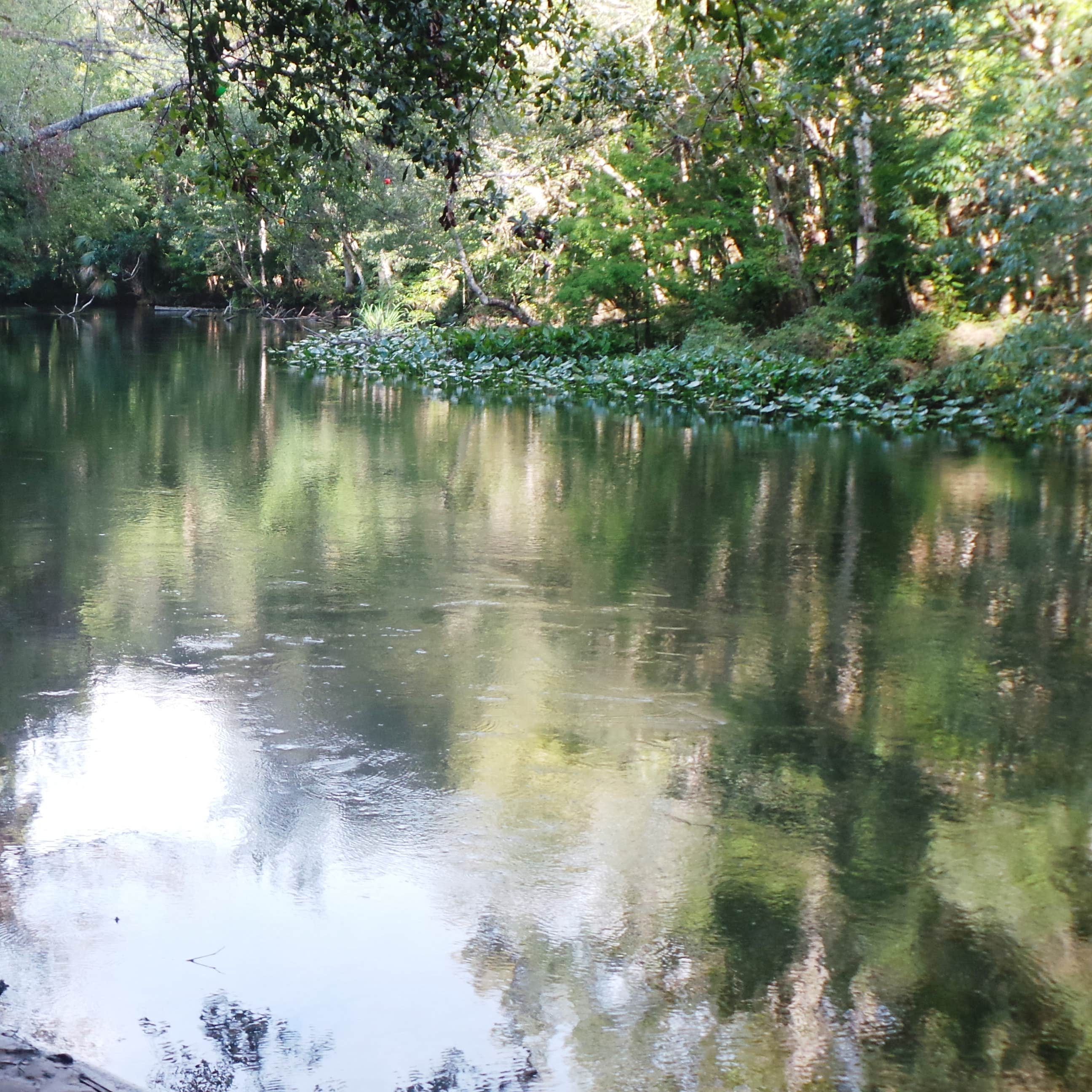 Gores Landing Camping The Dyrt