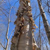 Review photo of Lake of the Pines Campground — Flambeau River State Forest by Krista F., April 19, 2021