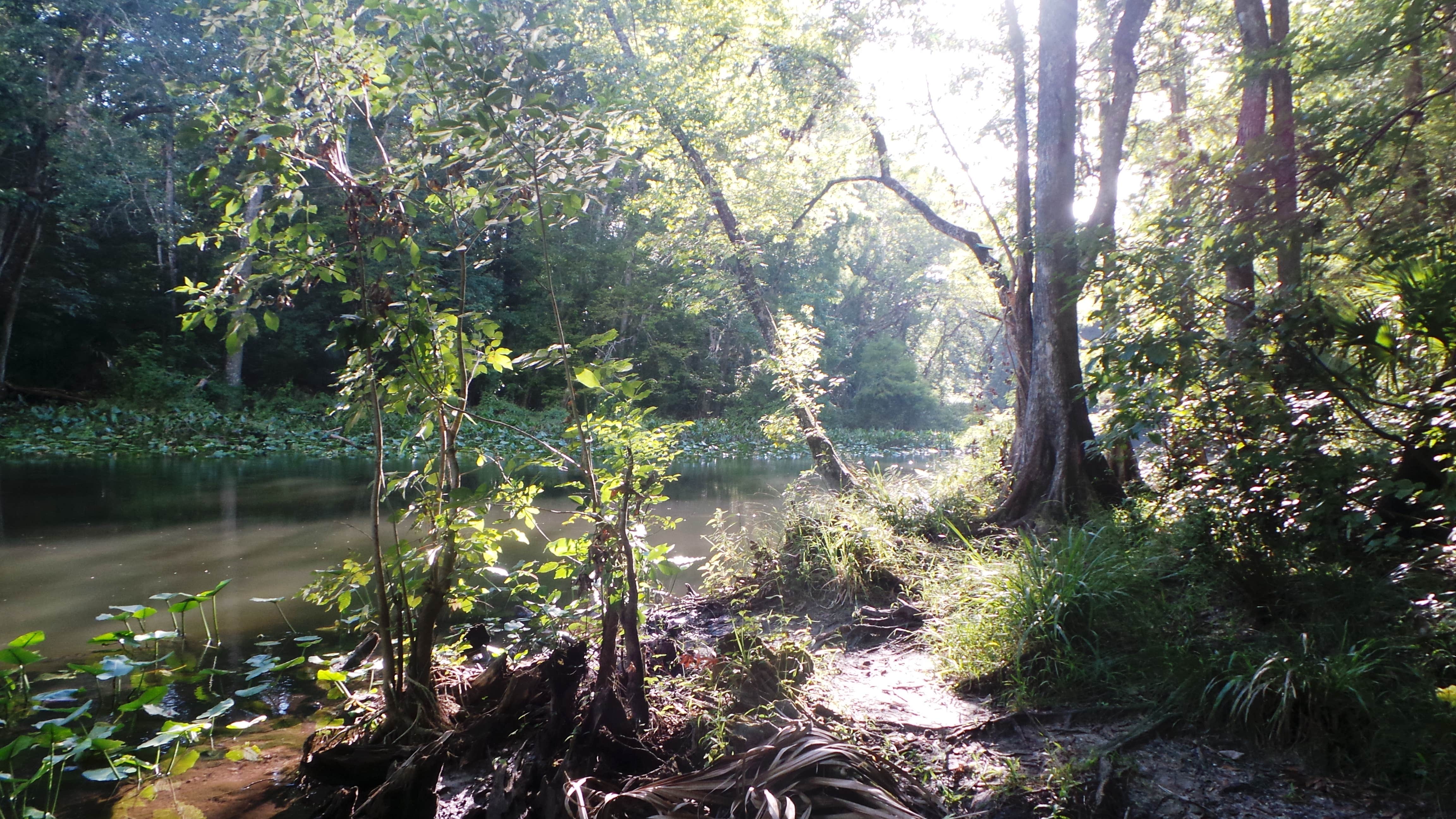 Camper-submitted photo at Gores Landing near National Forests in Florida