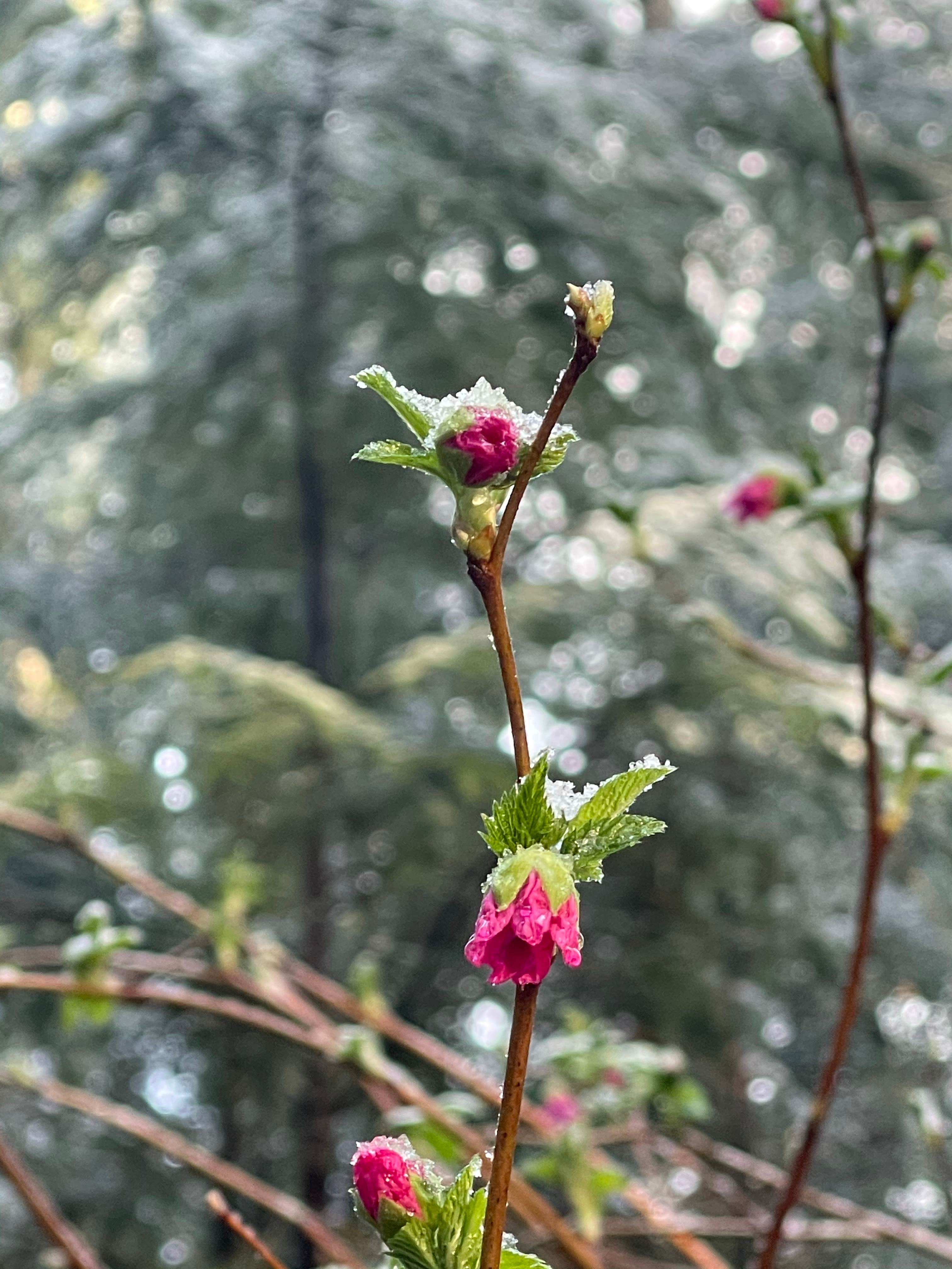 Camping near Misty Willows Farm and Camp: Bear Creek Campground, Beaver, Washington