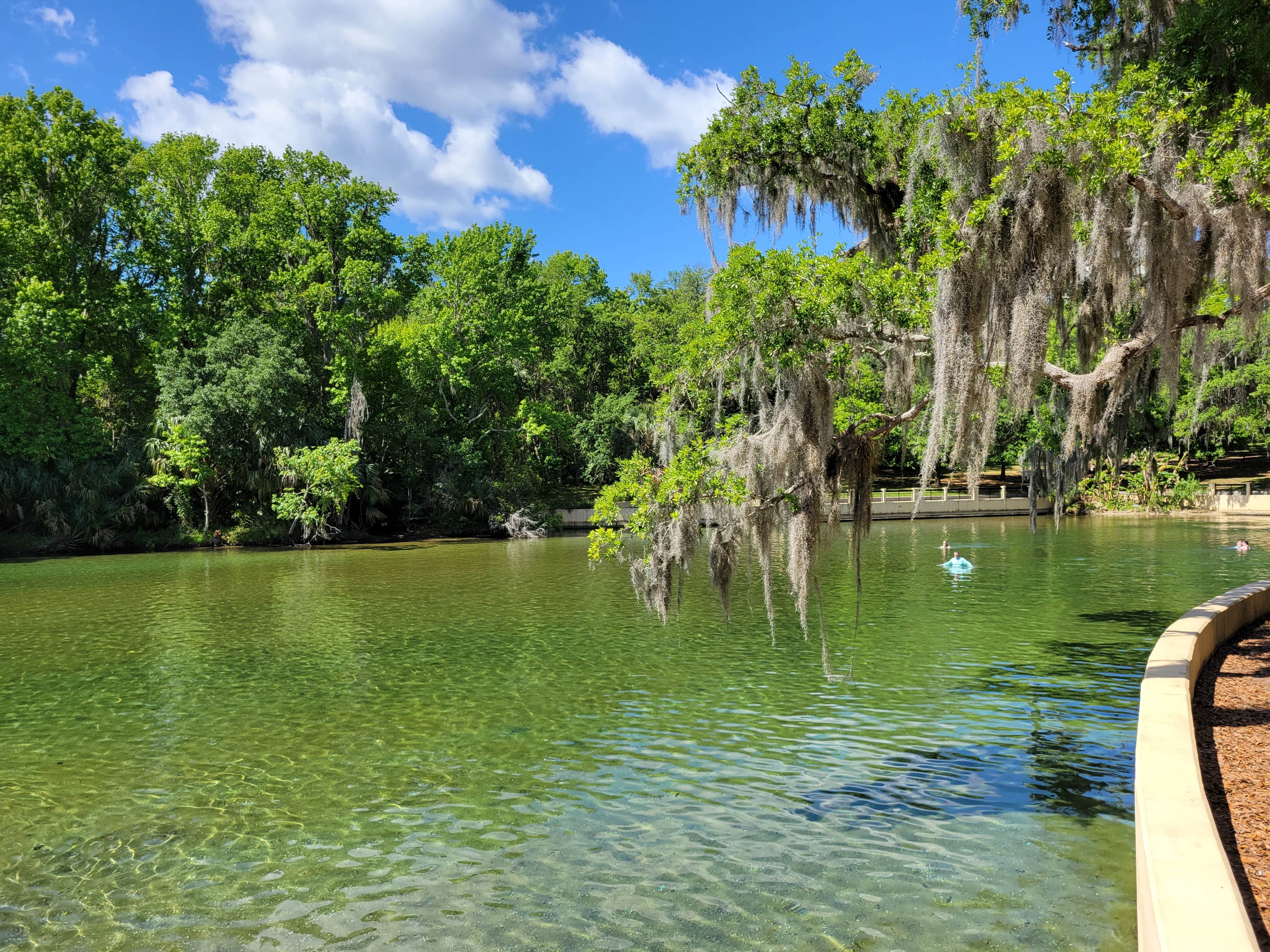 Salt Springs Recreation Area The Dyrt