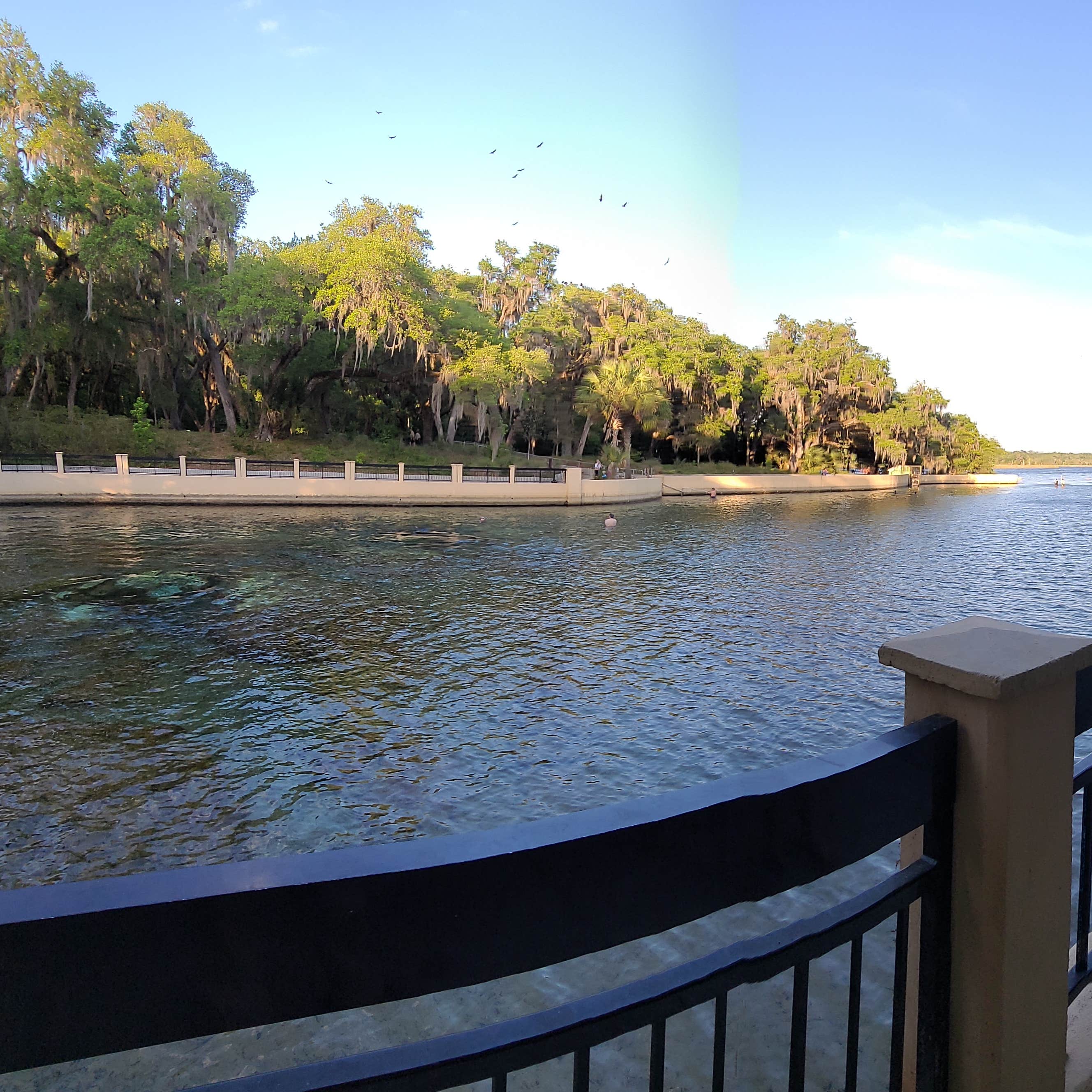 Salt Springs Recreation Area | The Dyrt