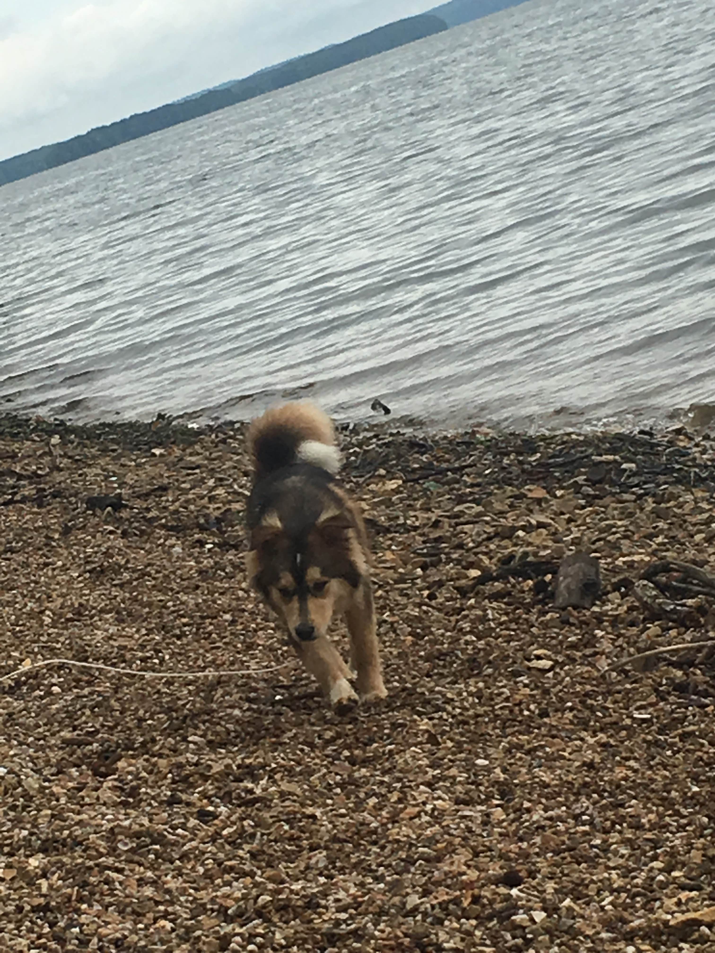 Brittni F.'s photo of camping with pets at Bruton Branch Recreation Area Campground — Pickwick Landing State Park near Cherokee, AL