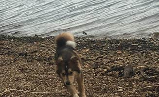 Brittni F.'s photo of camping with pets at Bruton Branch Recreation Area Campground — Pickwick Landing State Park near Medon, TN