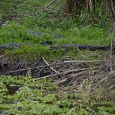 Review photo of Black Bear Wilderness Area by Jeanene A., June 1, 2018