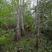 Review photo of Black Bear Wilderness Area by Jeanene A., June 1, 2018