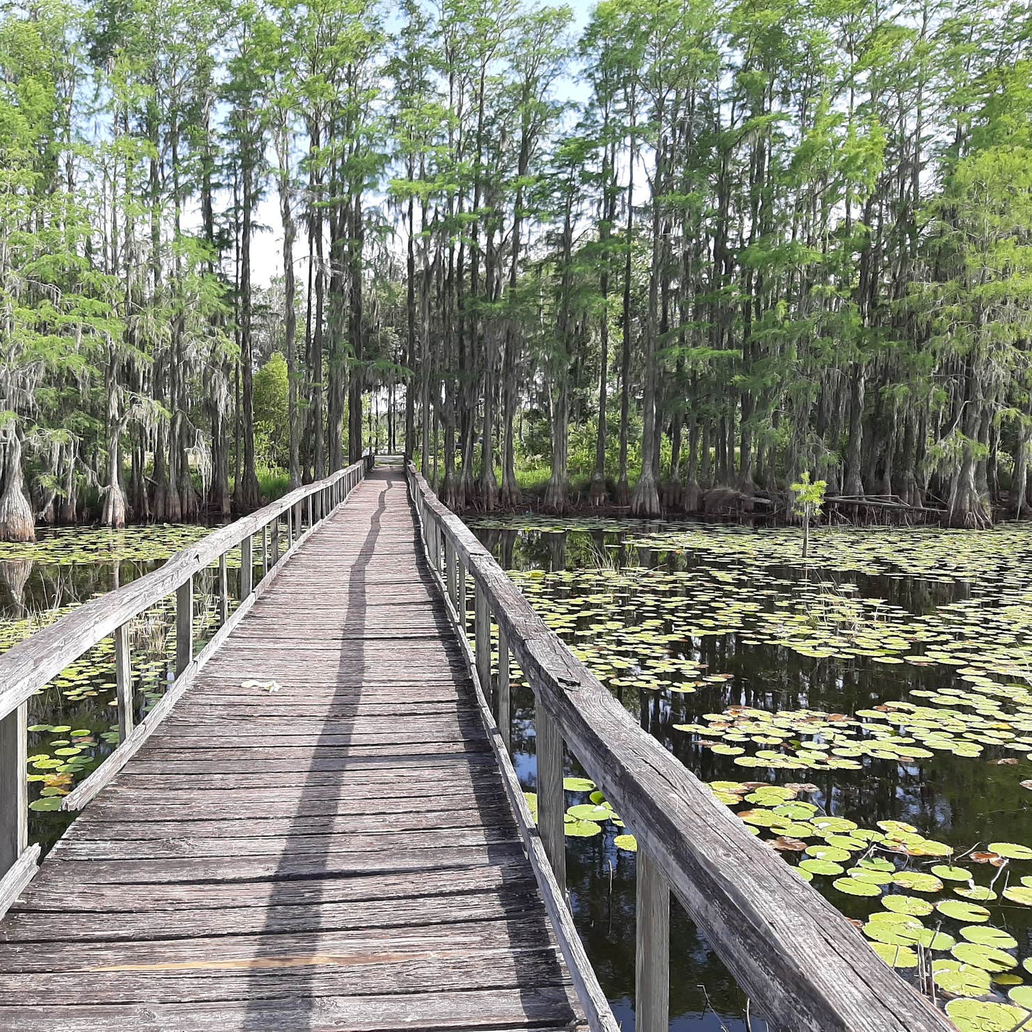 Suwannee River Rendezvous Resort and Campground | The Dyrt