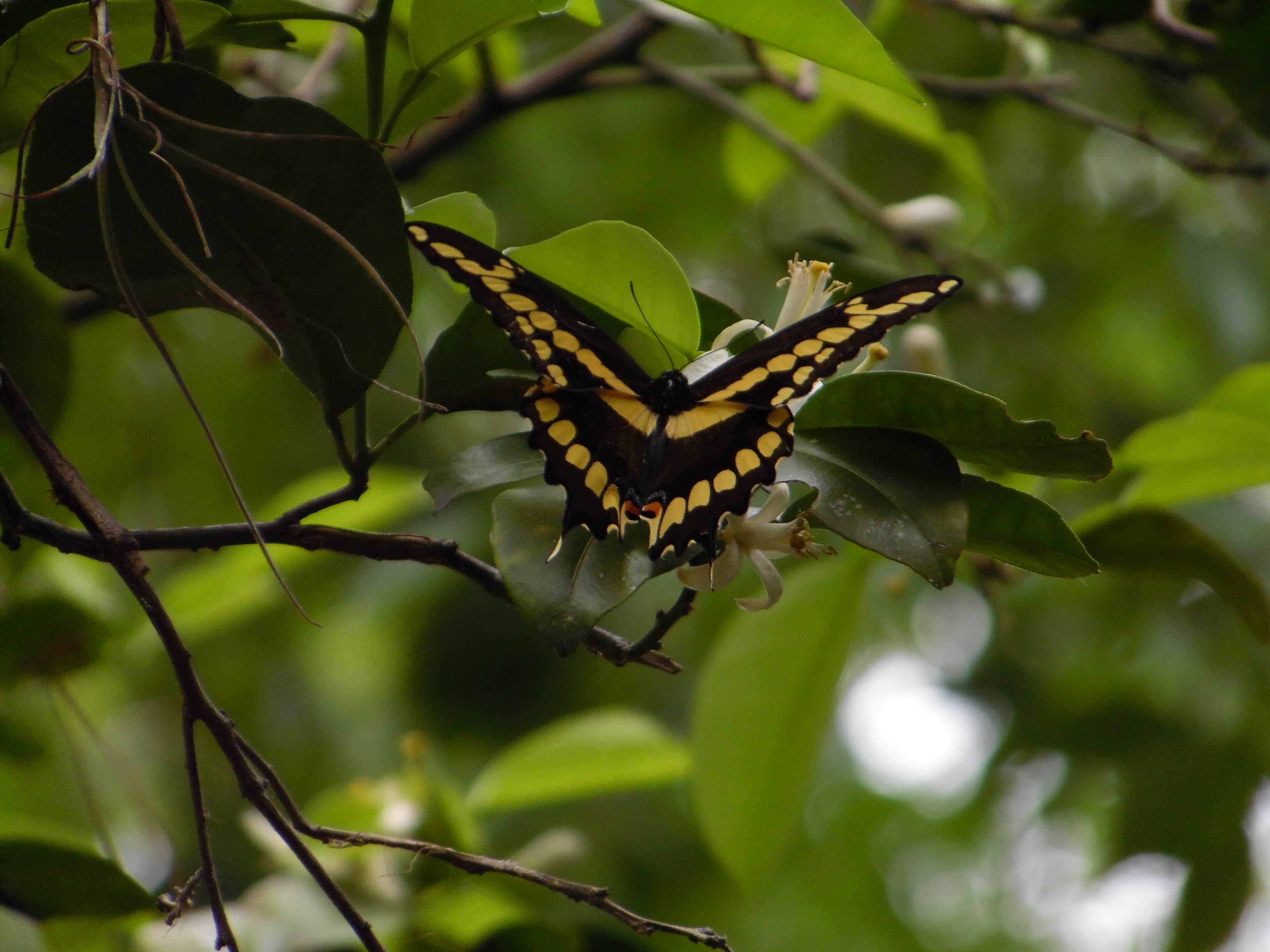Camper-submitted photo at Black Bear Wilderness Area near Orange City, FL