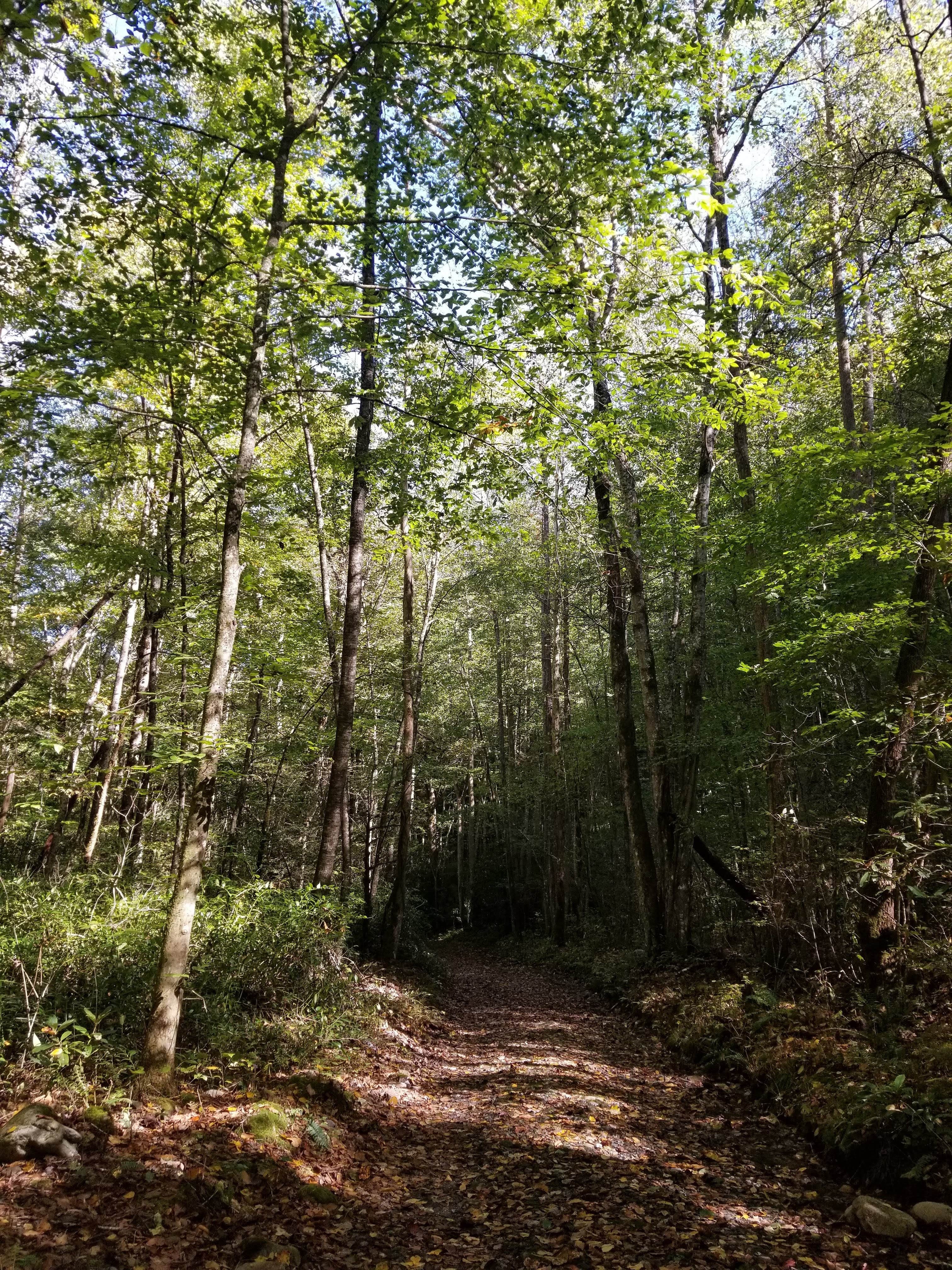 Camper submitted image from Cherokee-Great Smokies KOA - 3
