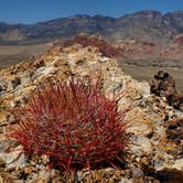 Review photo of Red Rock Canyon National Conservation Area - Red Rock Campground by Tyler S., April 20, 2021