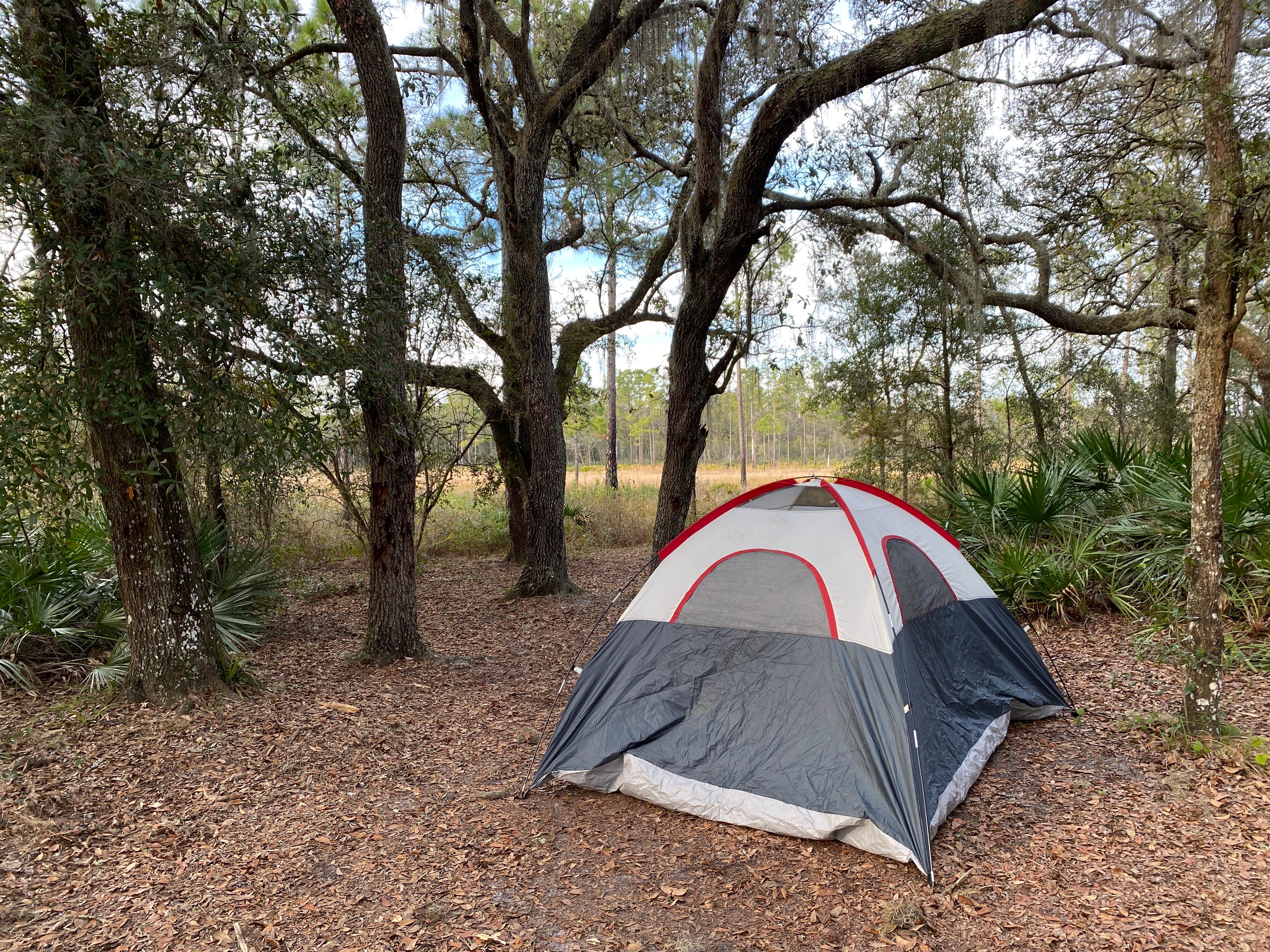 Camper submitted image from Foster Bridge Primitive Site Green Swamp West - 1