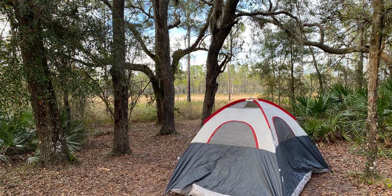 Camper submitted image from Foster Bridge Primitive Site Green Swamp West