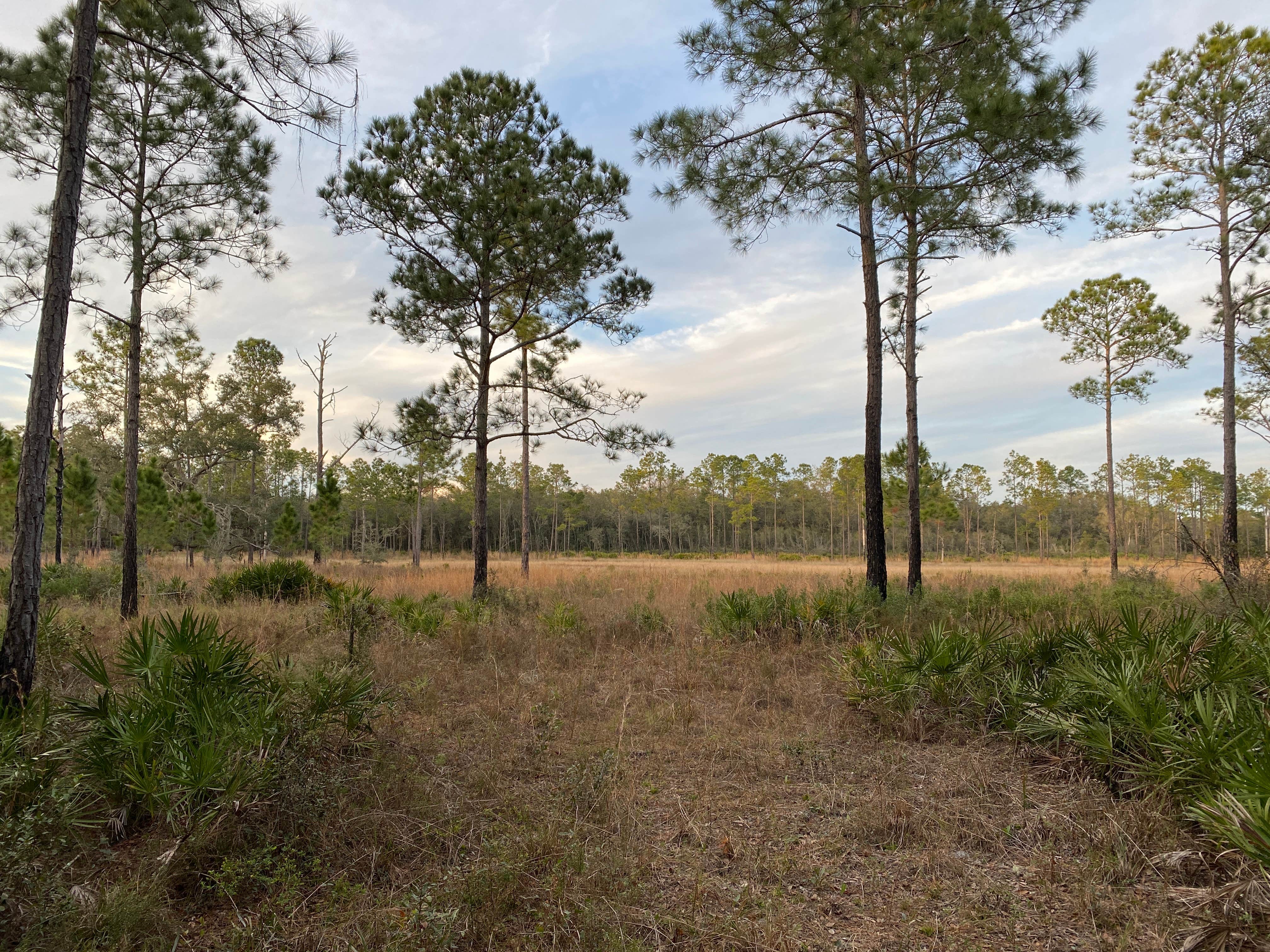 Camper-submitted photo at Foster Bridge Primitive Site Green Swamp West near Trilby, FL