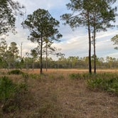 Review photo of Foster Bridge Primitive Site Green Swamp West by Anthony E., April 20, 2021