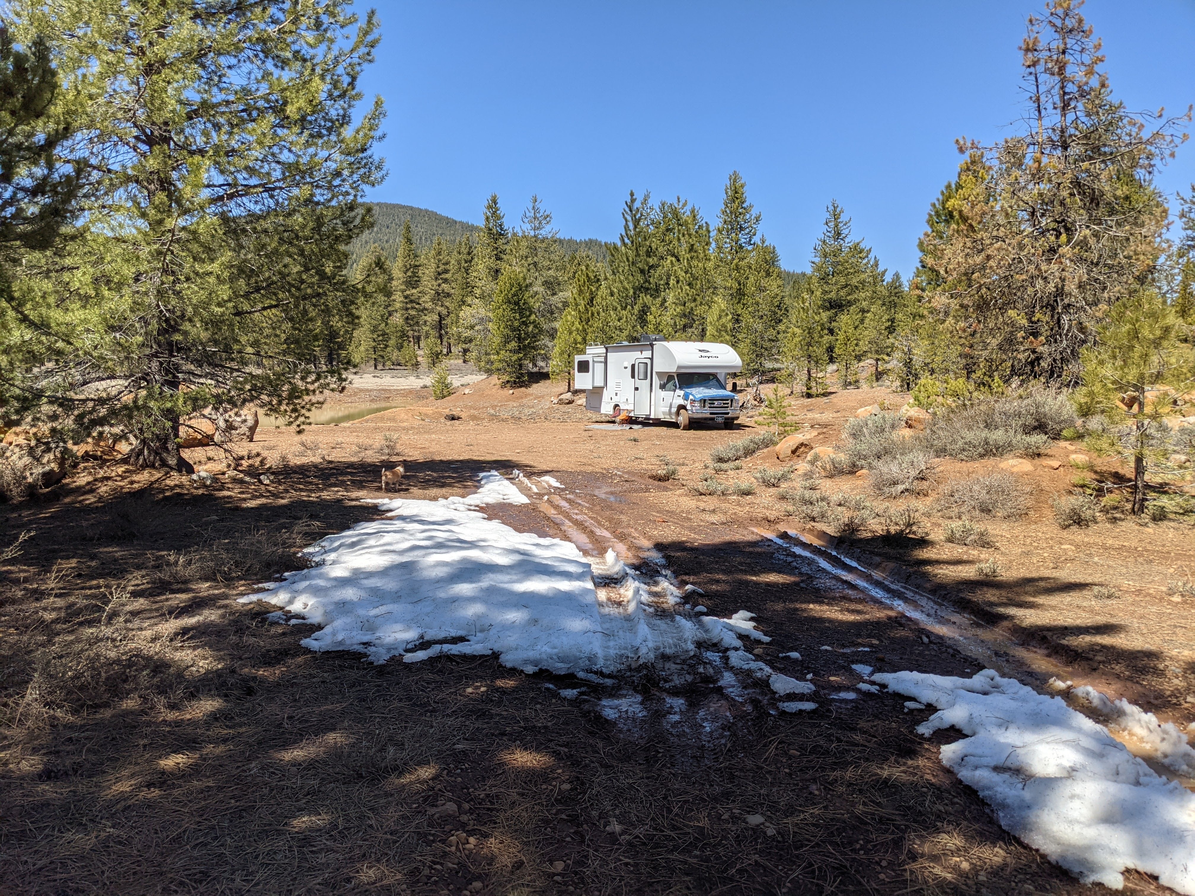Camper submitted image from Bogard USFS Dispersed - 4