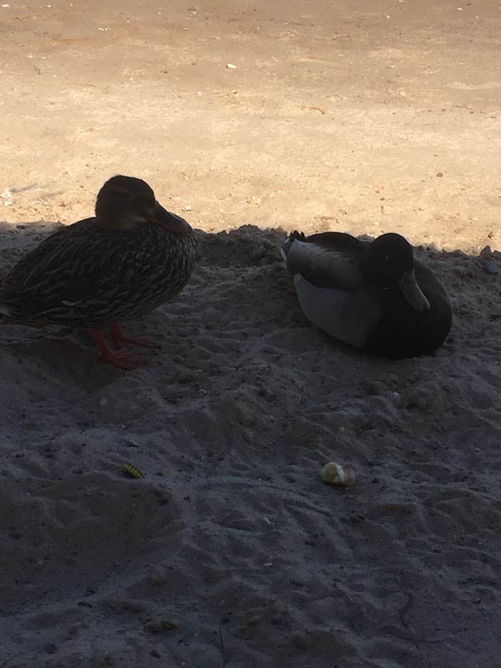 Camper-submitted photo at Colorado River Oasis RV Resort near Nipton, CA