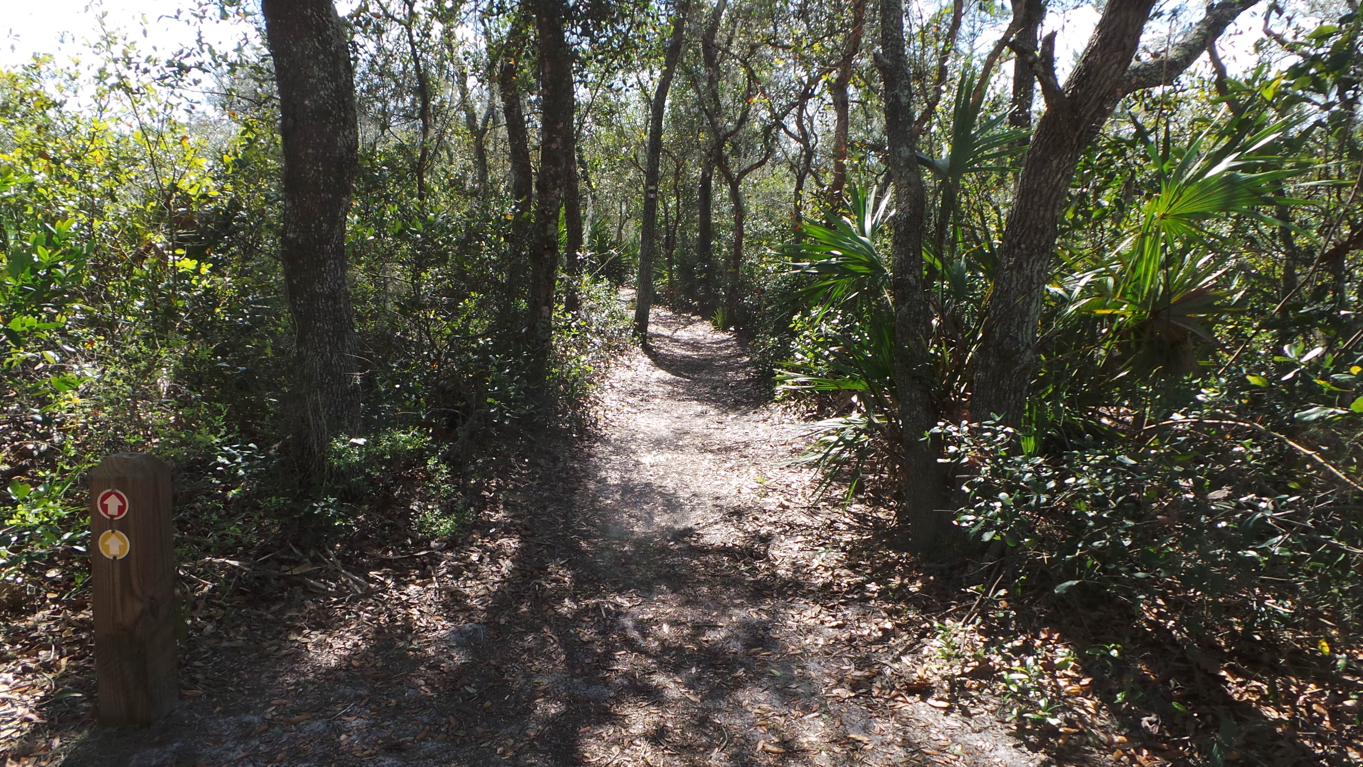 Camper submitted image from Geneva Wilderness Area - 3