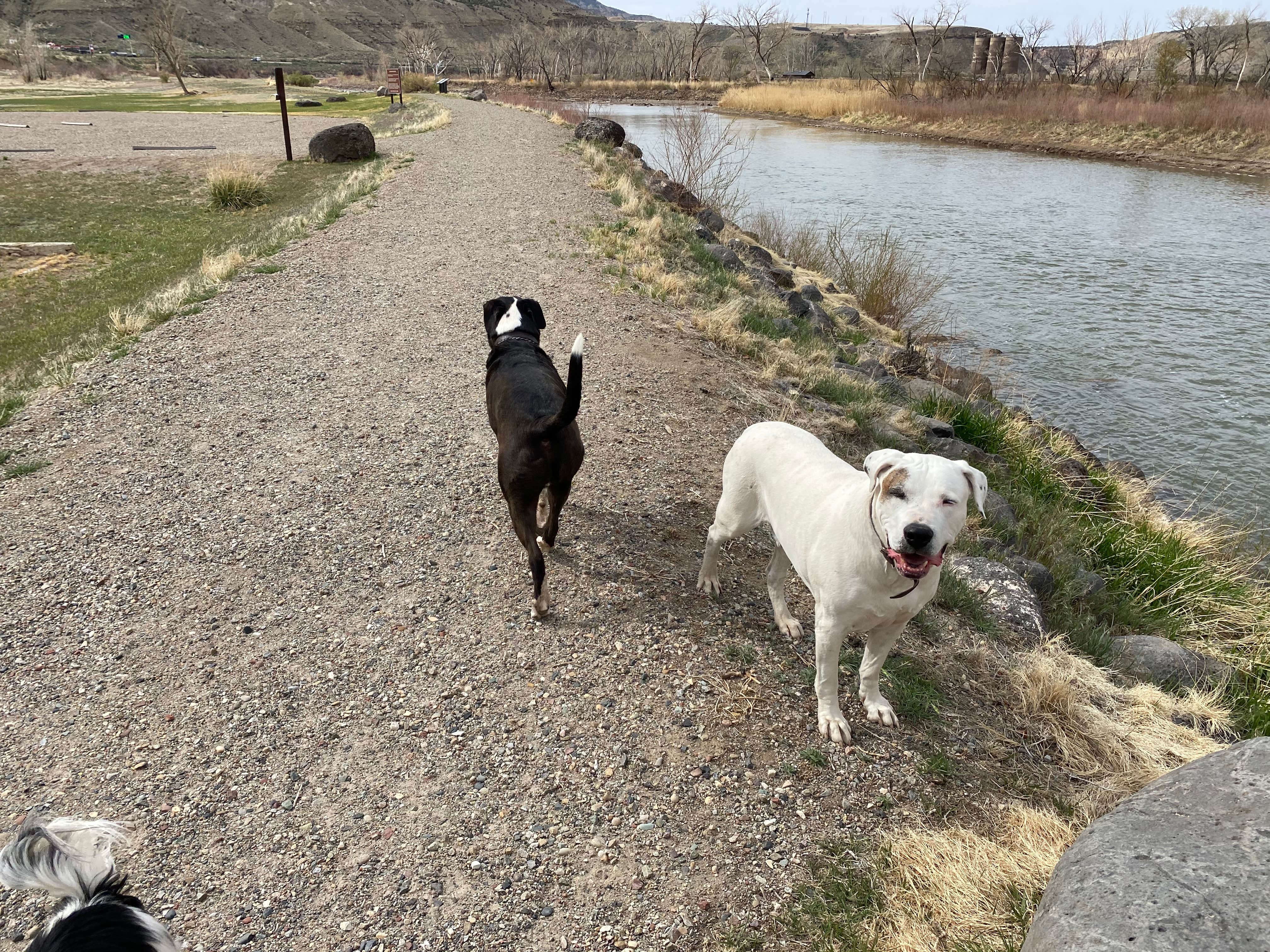 Jeff N.'s photo of camping with pets at Island Acres Section Camping — James M. Robb Colorado River State Park near Palisade, CO