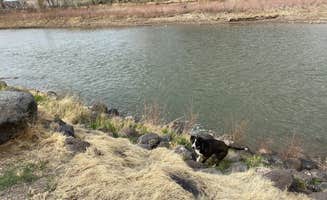 Jeff N.'s photo of camping with pets at Island Acres Section Camping — James M. Robb Colorado River State Park near Clifton, CO