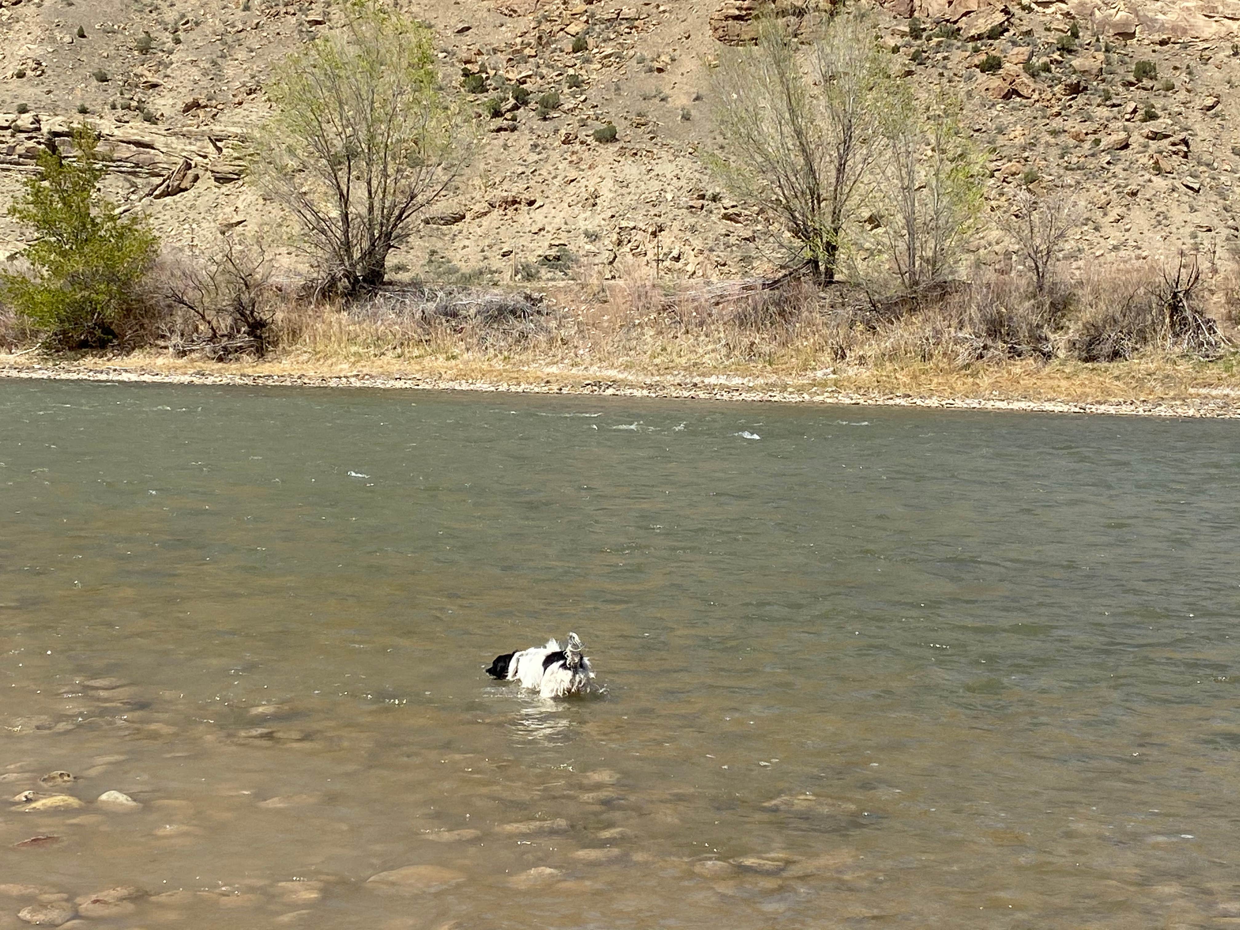 Jeff N.'s photo of camping with pets at Island Acres Section Camping — James M. Robb Colorado River State Park near Collbran, CO