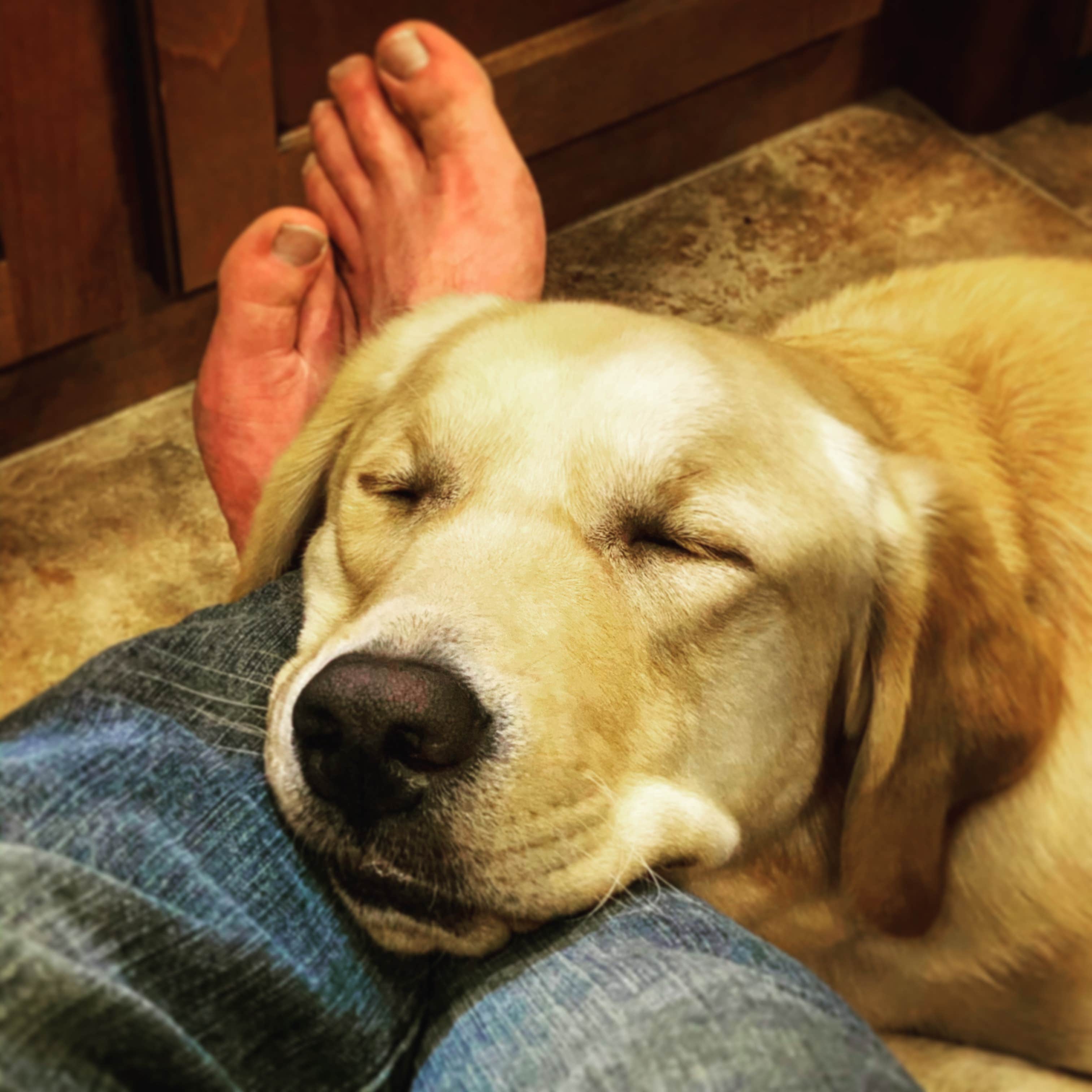 James T.'s photo of camping with pets at Potters Creek COE Park near Spring Branch, TX