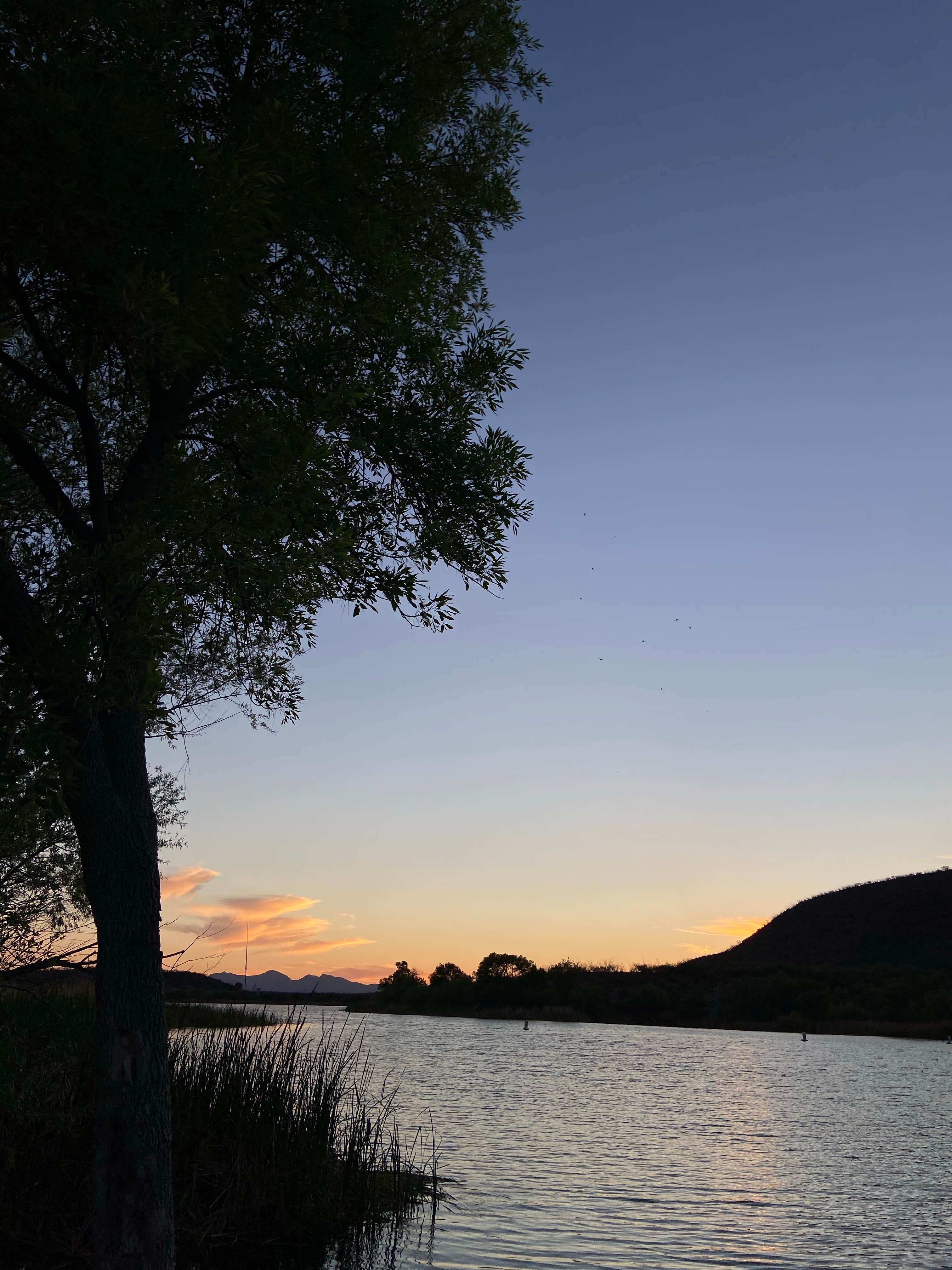 Camper submitted image from Patagonia Lake State Park Boat-In Campsites - 3