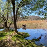 Review photo of Patagonia Lake State Park Campground by Kelly K., April 22, 2021
