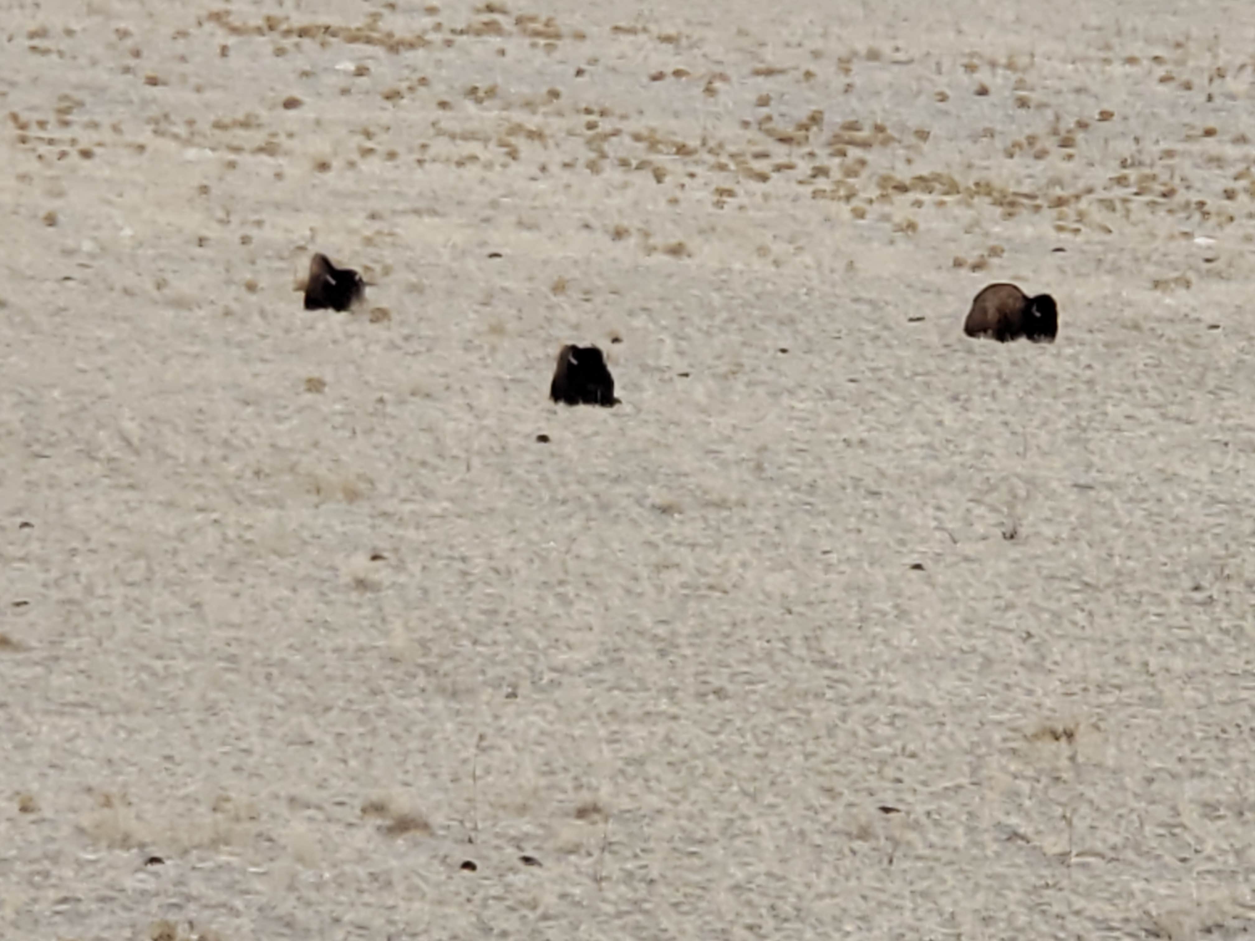 Camper submitted image from Split Rock Bay Backcountry Campsites — Antelope Island State Park - 1