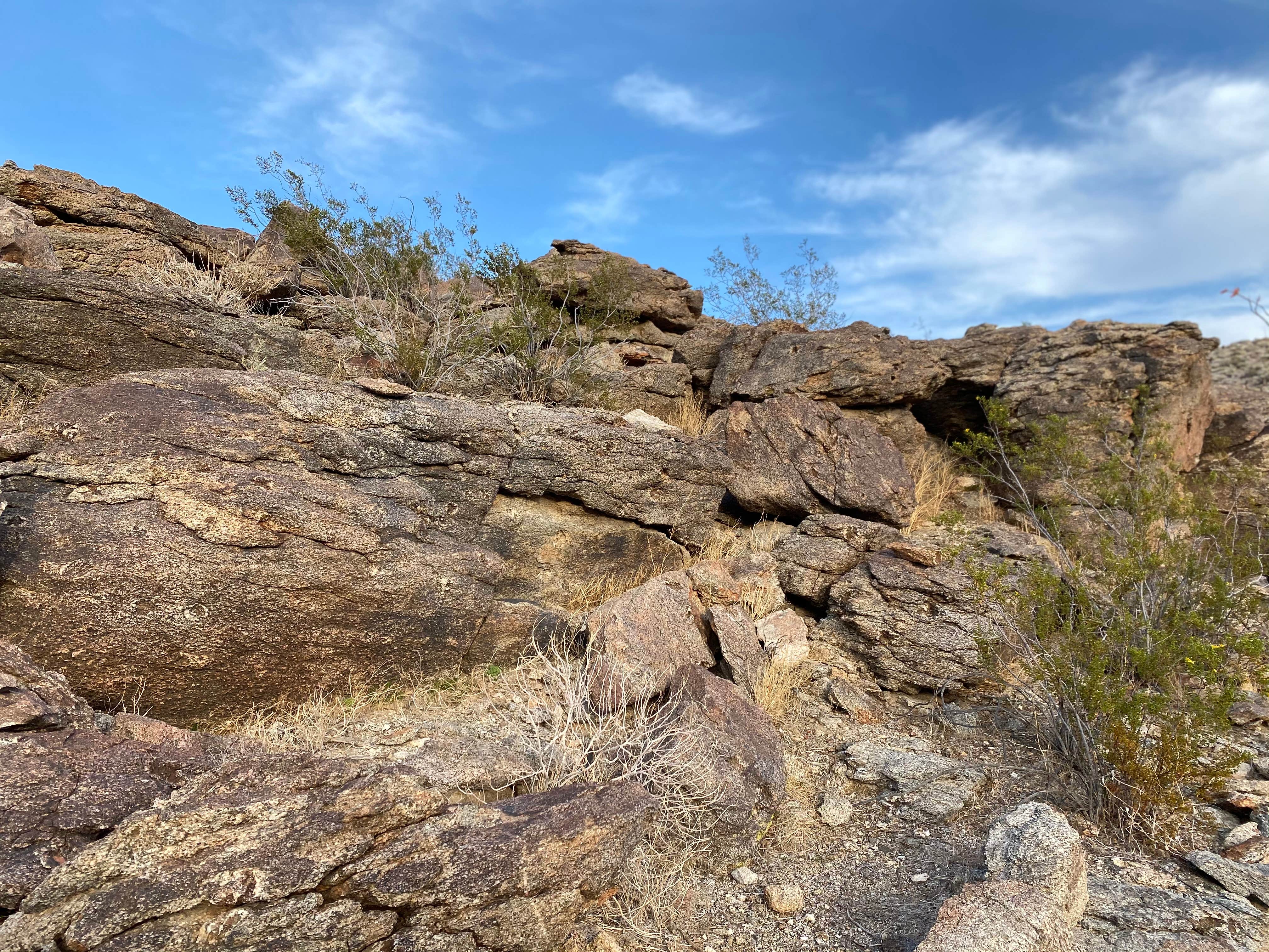 Camper submitted image from Yaqui Well Primitive Campground — Anza-Borrego Desert State Park - 4