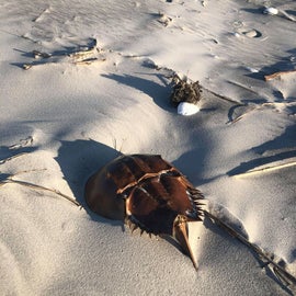 Horseshoe crab shell
