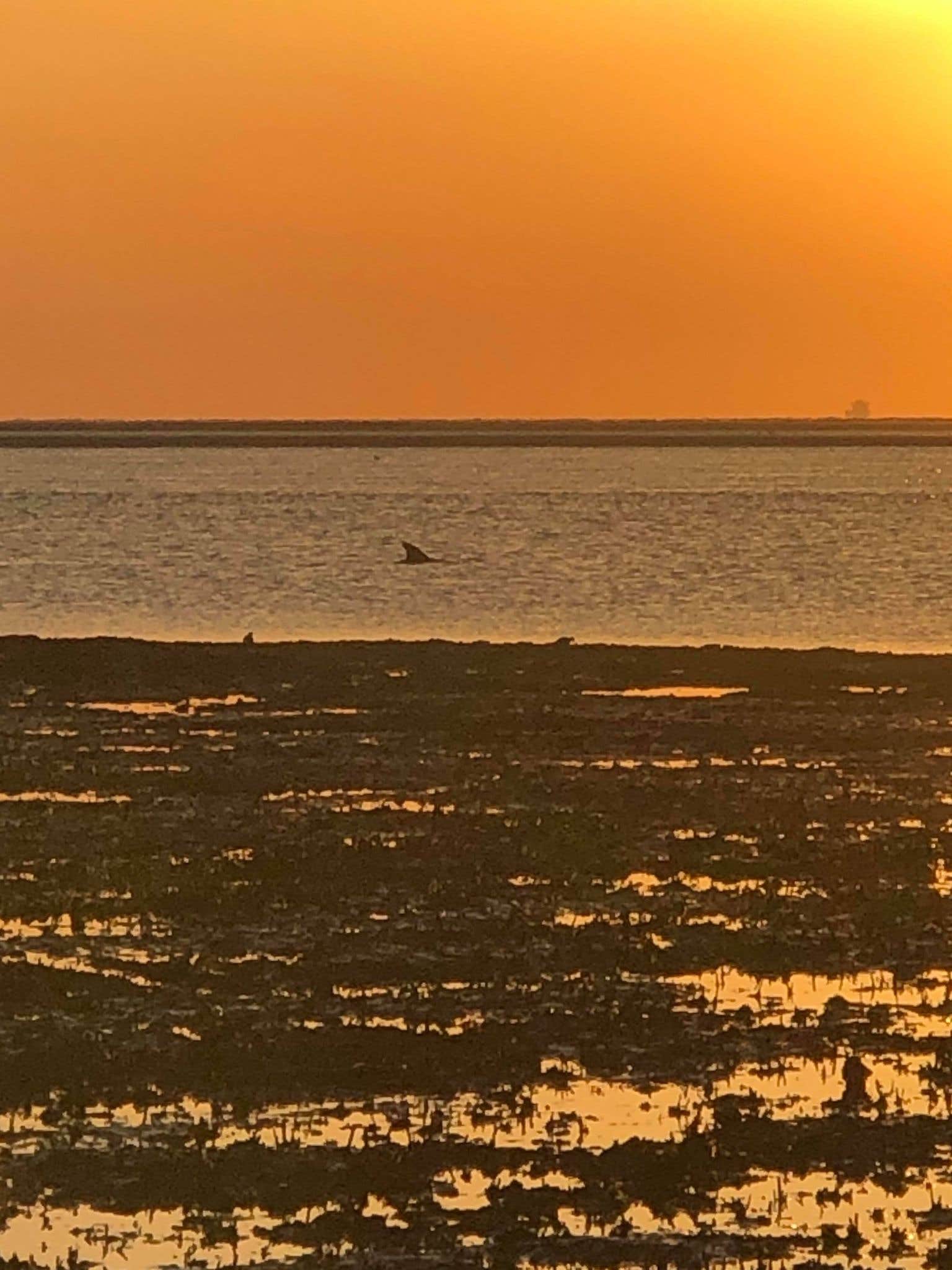 Sho A.'s photo of a dispersed camping area at Little Tybee Island Dispersed in Georgia