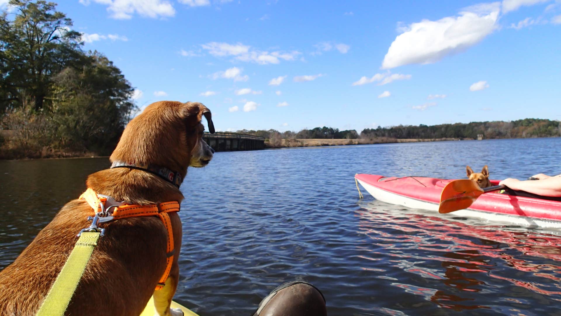 Sean S.'s photo of camping with pets at Frank Jackson State Park Campground near Geneva, AL