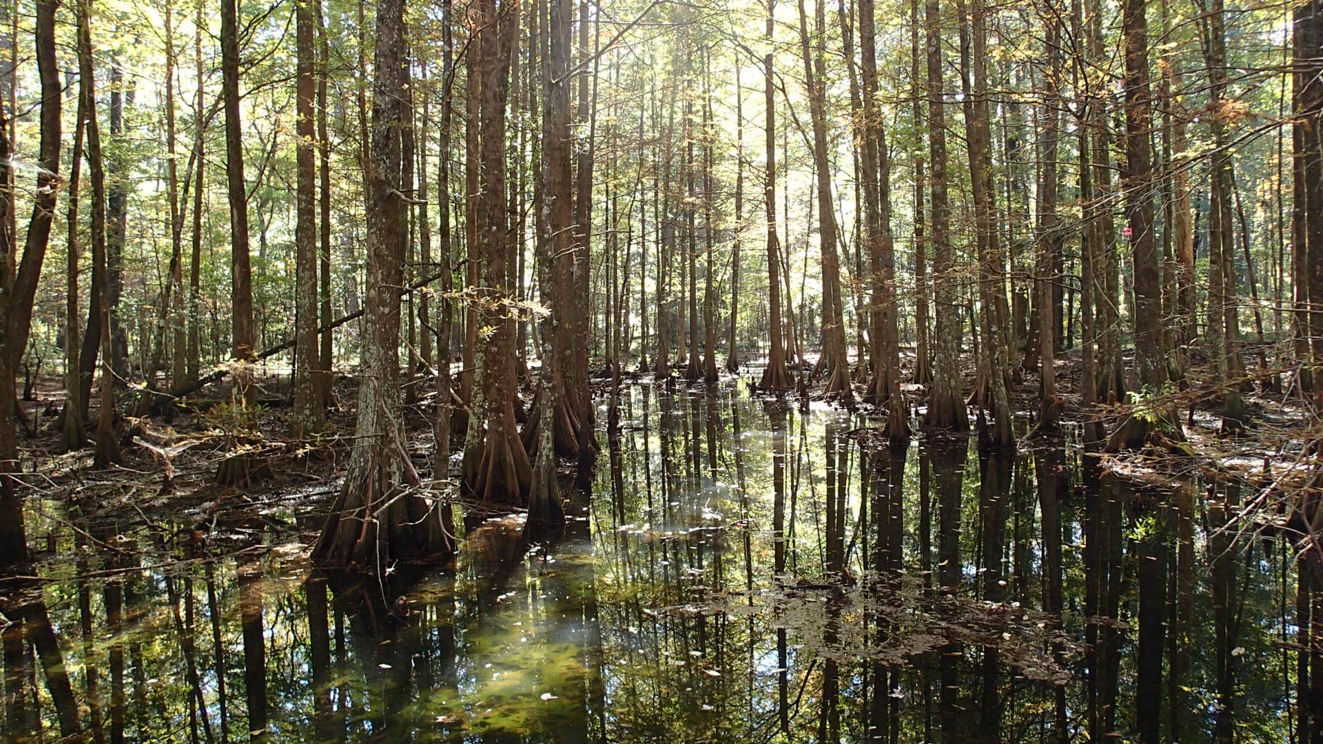 Stuart Lake NF Campground Pineville, LA