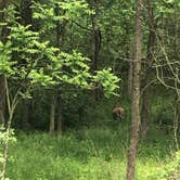 Review photo of Gifford Pinchot State Park Campground by PhiladelphiaKaley R., June 1, 2018