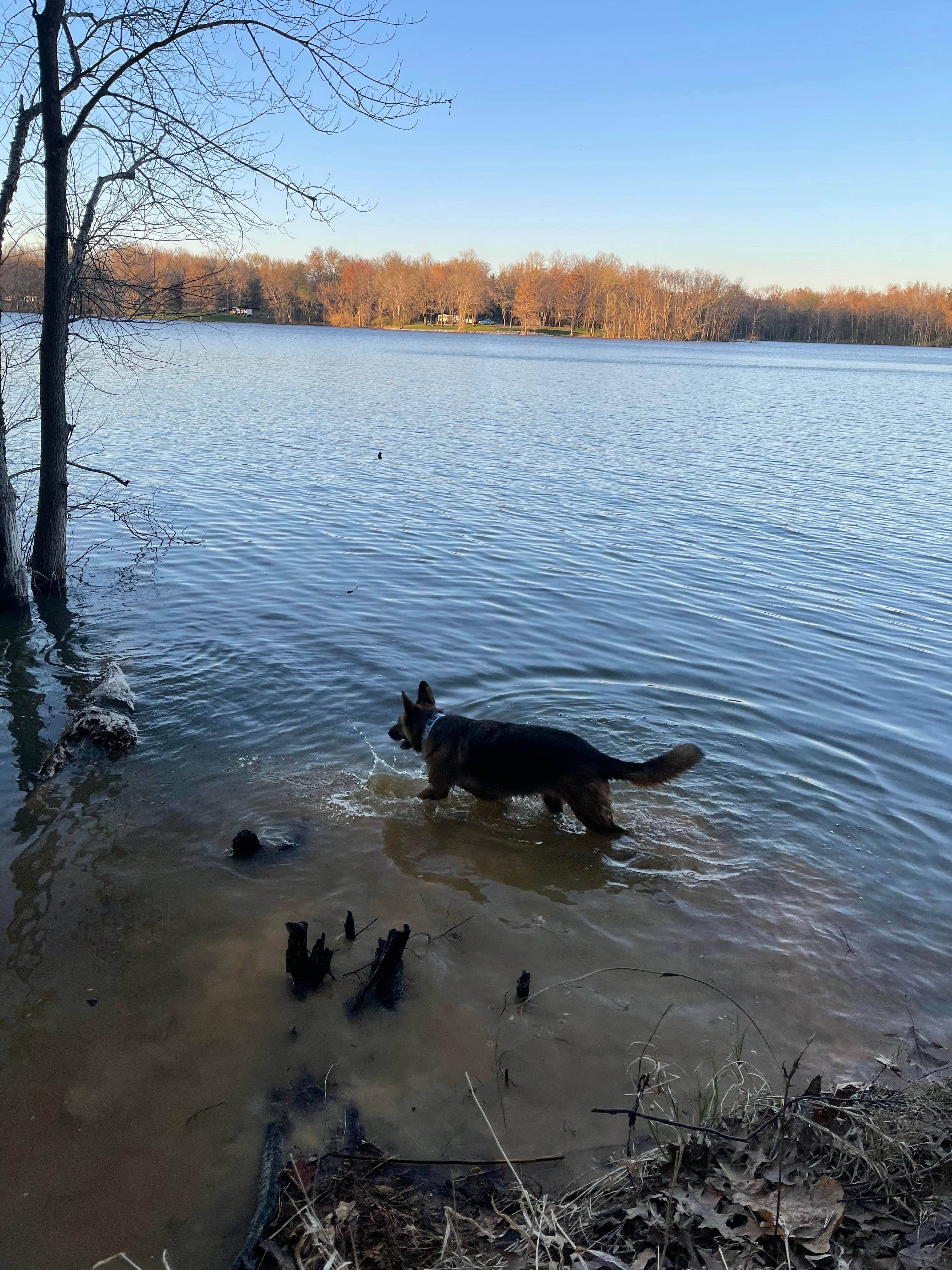 Kelly W.'s photo of camping with pets at South Sandusky Campground near McLeansboro, IL