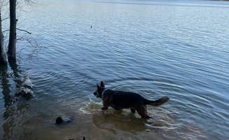 Kelly W.'s photo of camping with pets at South Sandusky Campground near Bonnie, IL