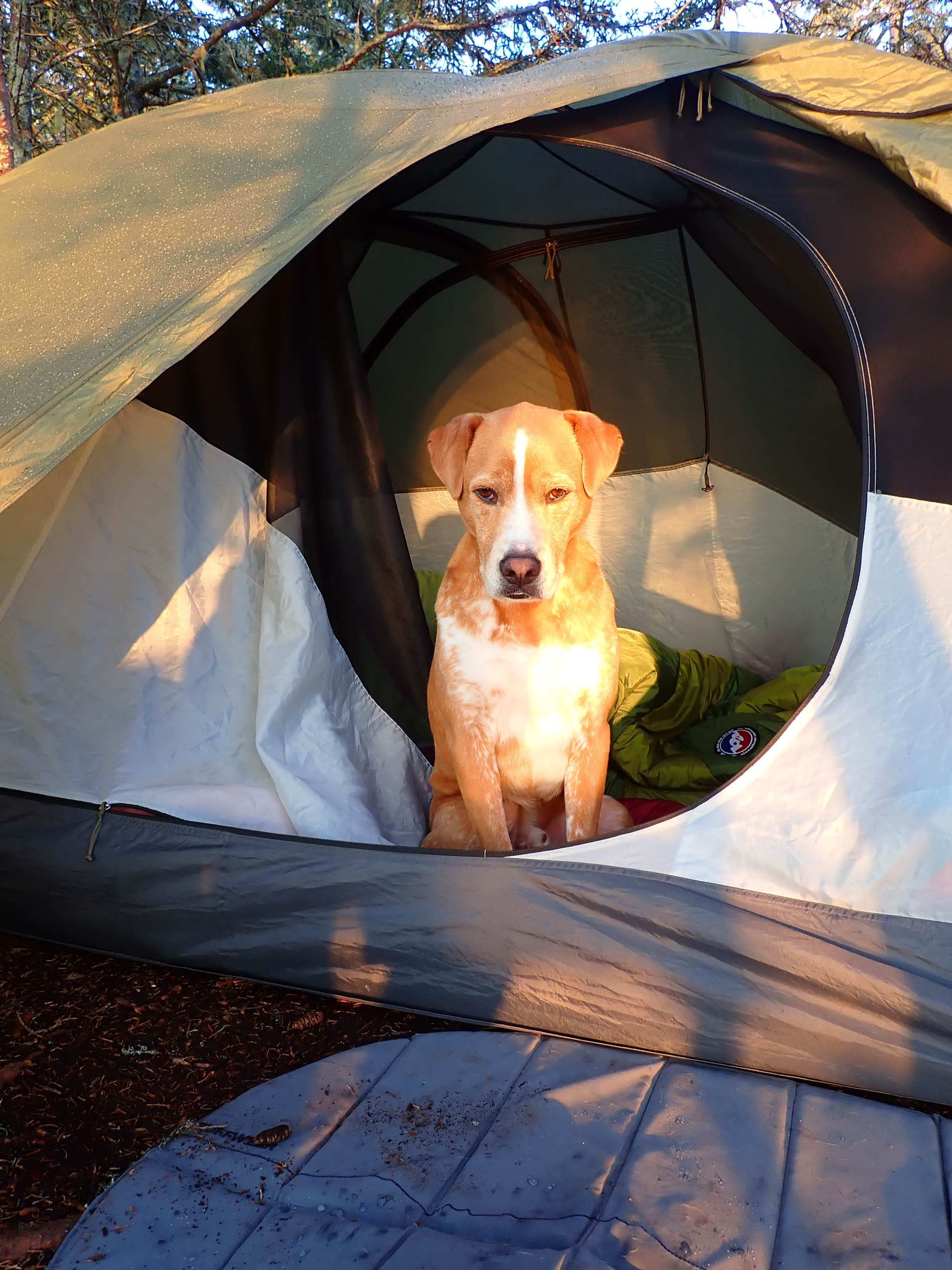 Sarah C.'s photo of camping with pets at Black Point Cove — Cutler Coast Ecological Reserve near Pembroke, ME