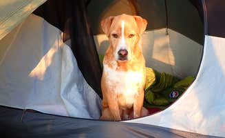 Sarah C.'s photo of camping with pets at Black Point Cove — Cutler Coast Ecological Reserve in Maine