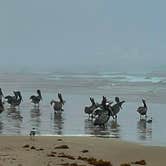 Review photo of Malaquite Campground - Padre Island National Seashore by Ray & Terri F., April 22, 2021