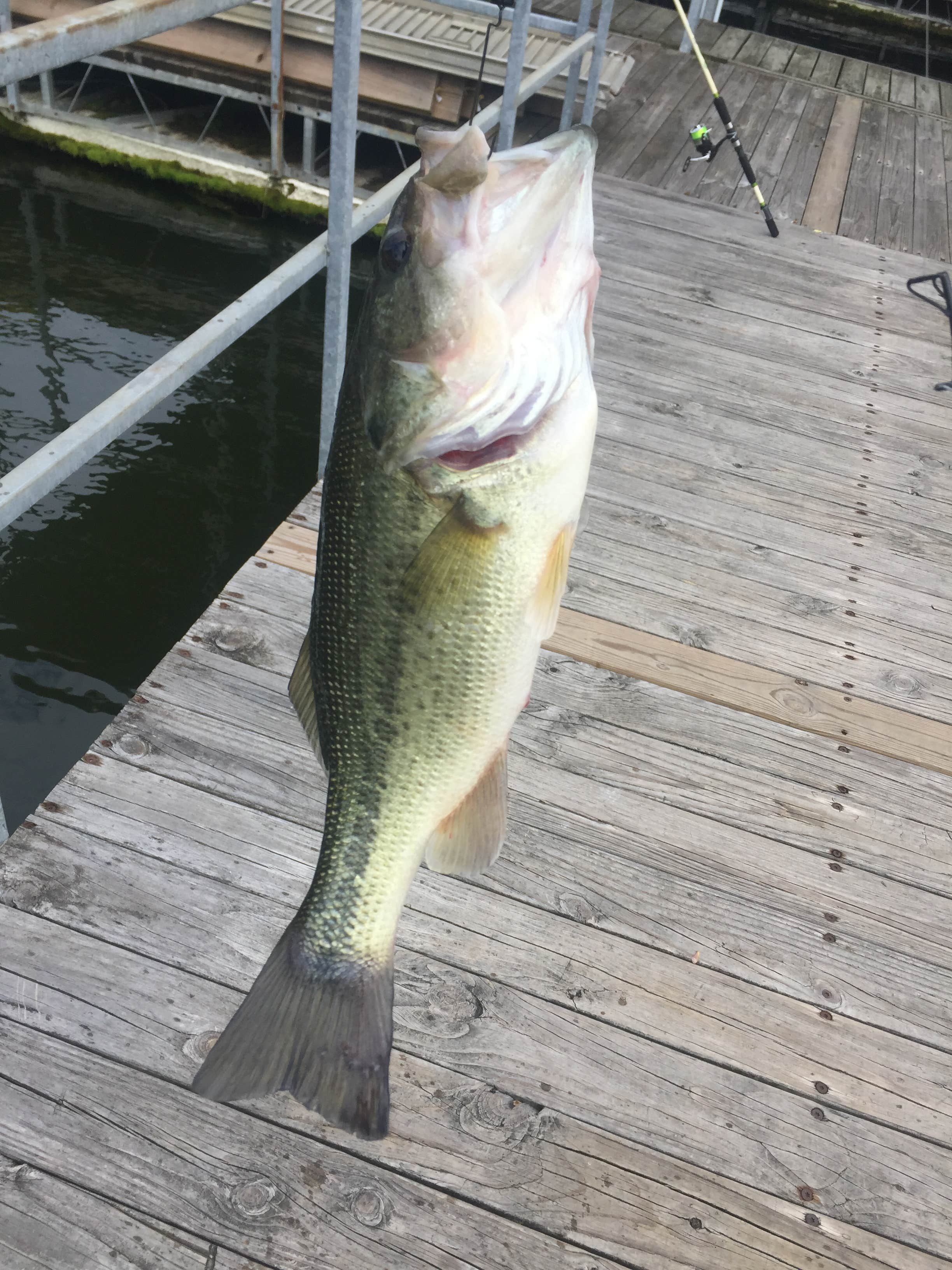 Camper submitted image from COE Lake Barkley Canal Campground - 5