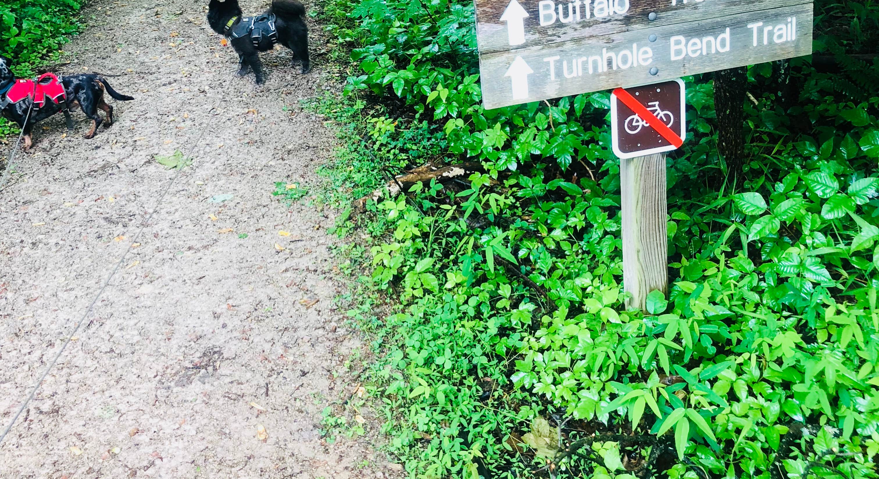 Hiking Trails near Mammoth Cave Campground in Mammoth Cave National Park