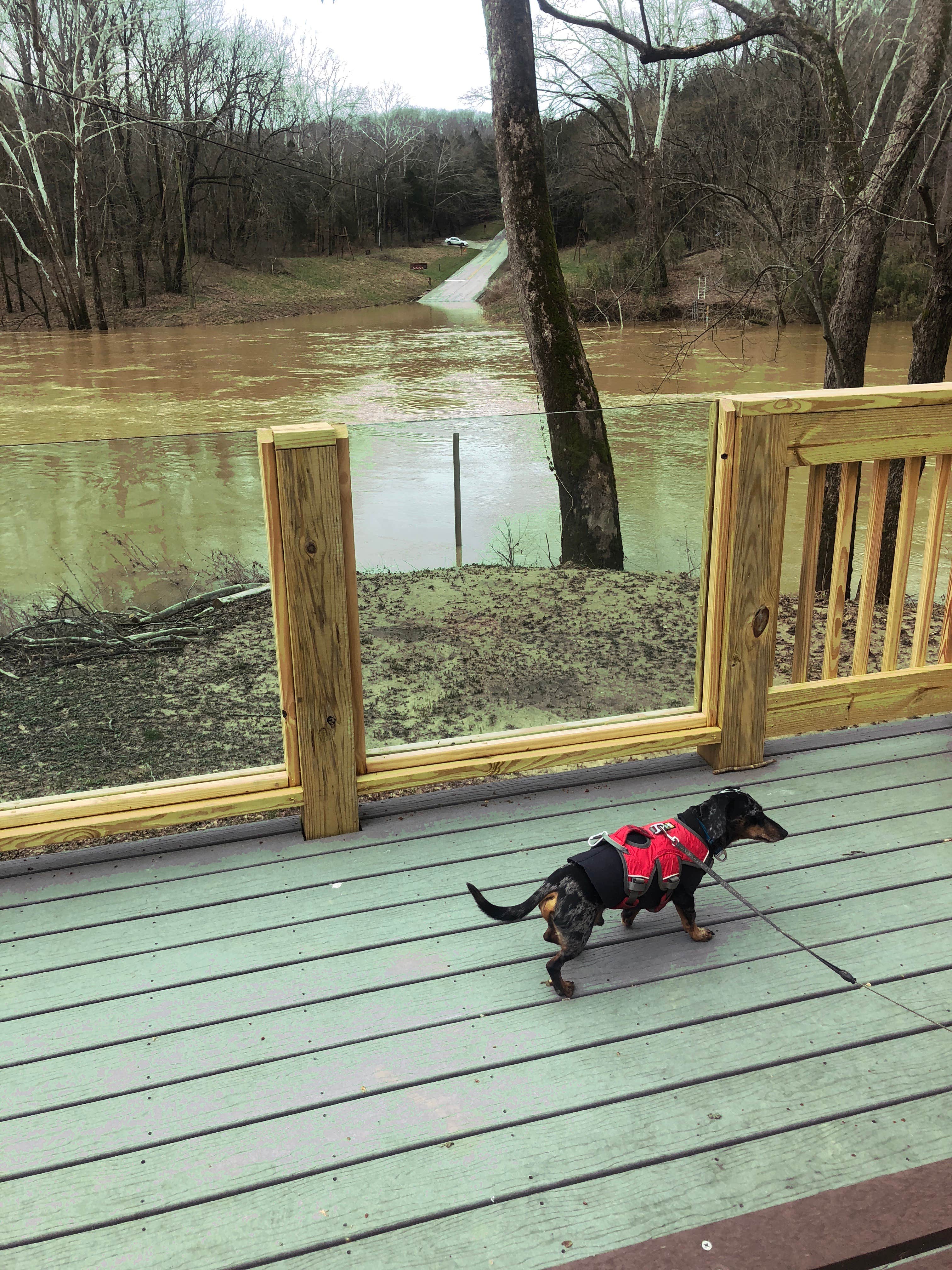 Shelly S.'s photo of camping with pets at Mammoth Cave Campground — Mammoth Cave National Park near Mammoth Cave National Park