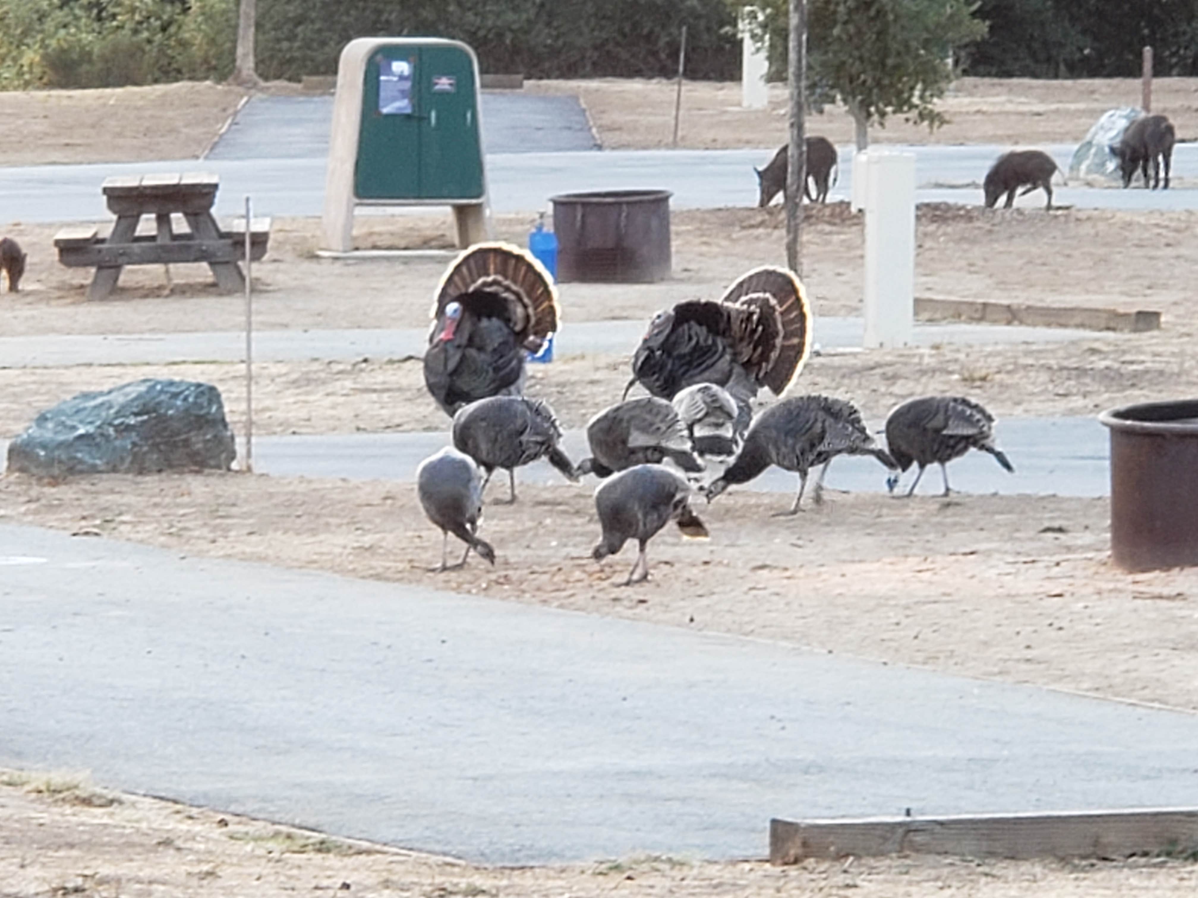 Jerry's photo of camping with pets at Coyote Lake Harvey Bear Ranch County Park near San Jose, CA