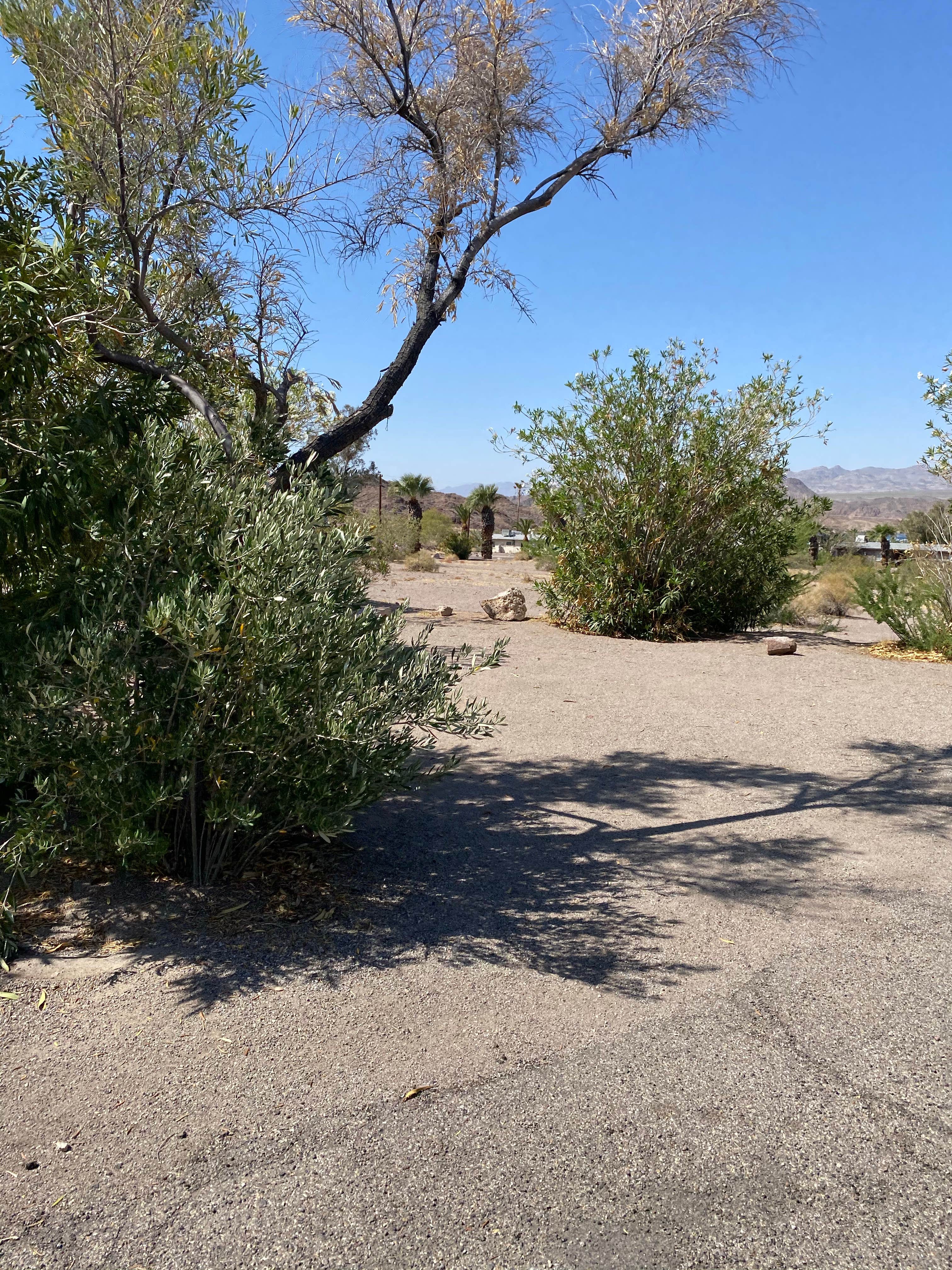 Camper-submitted photo at Katherine Landing South Campground near Nipton, CA