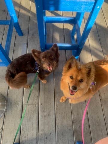 Erika S.'s photo of camping with pets at Sun Outdoors Rehoboth Bay near Ocean Pines, MD
