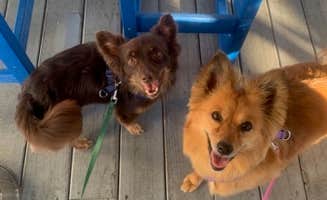 Erika S.'s photo of camping with pets at Sun Outdoors Rehoboth Bay in Delaware