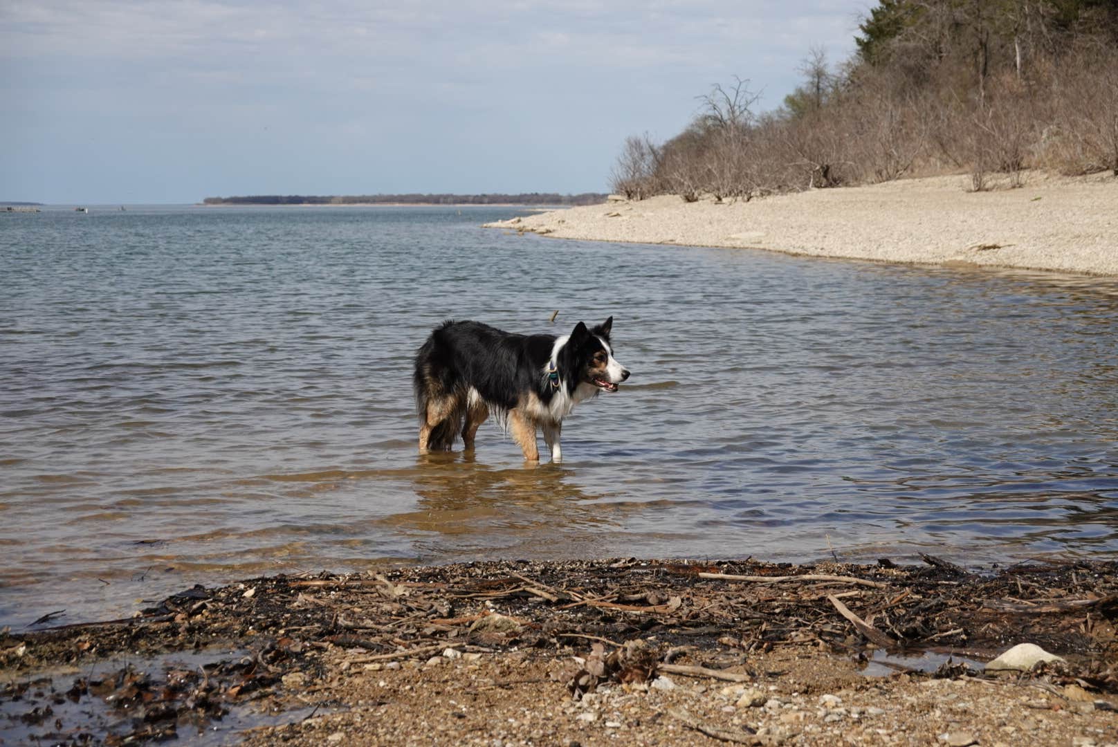 Lori C.'s photo of camping with pets at Eisenhower State Park Campground near Sherman, TX