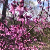 Review photo of Eisenhower State Park Campground by Lori C., April 24, 2021